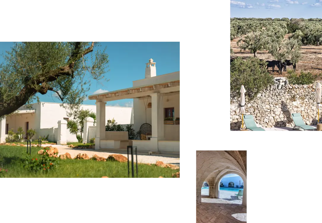 Cavalli tra gli ulivi salentini e muretto in pietra, scorcio autentico del paesaggio