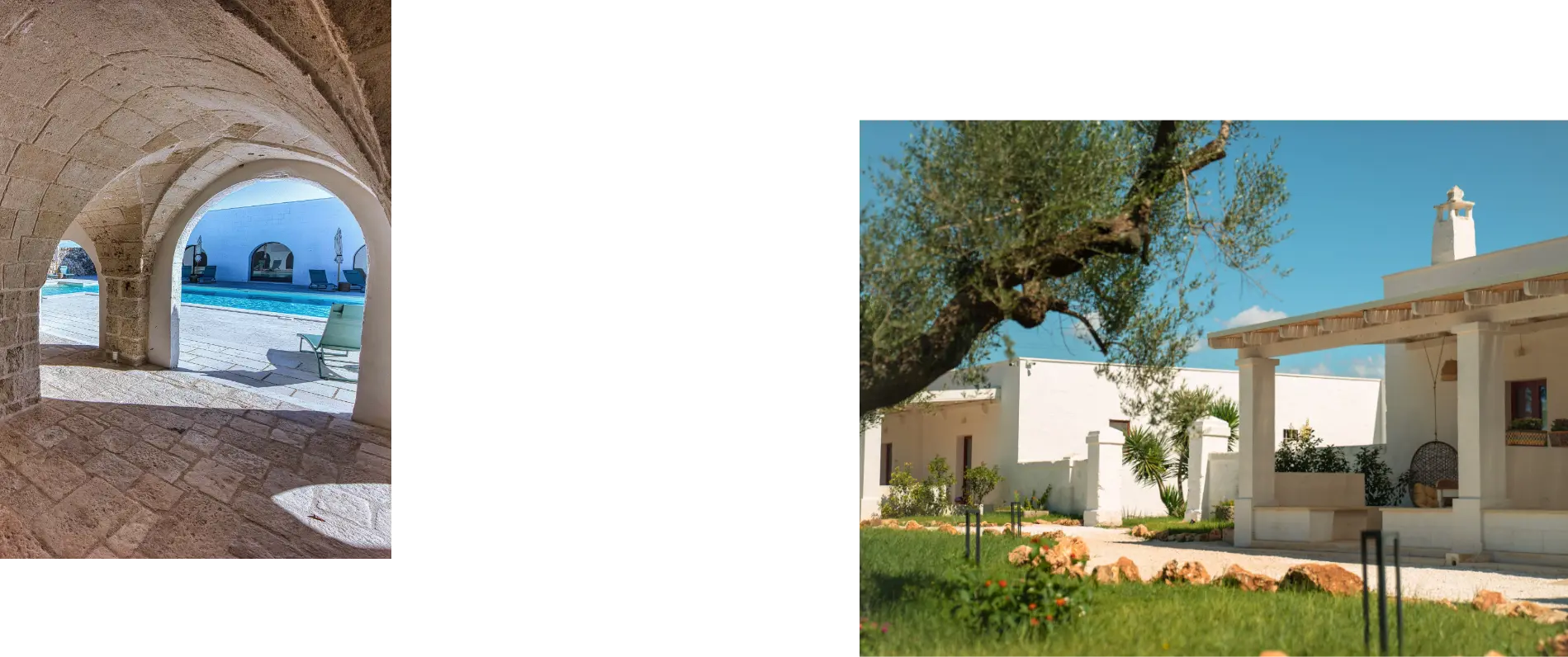 Cavalli tra gli ulivi salentini e muretto in pietra, scorcio autentico del paesaggio